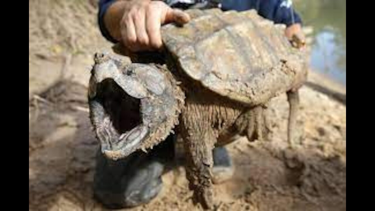 WATCH & ENJOY... GODZILLA Snapping Turtle Gets Patio Bowl Home Pond! *DIY*