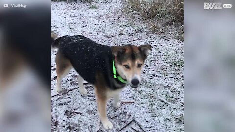 Ce chien s'amuse avec des flocons de neige