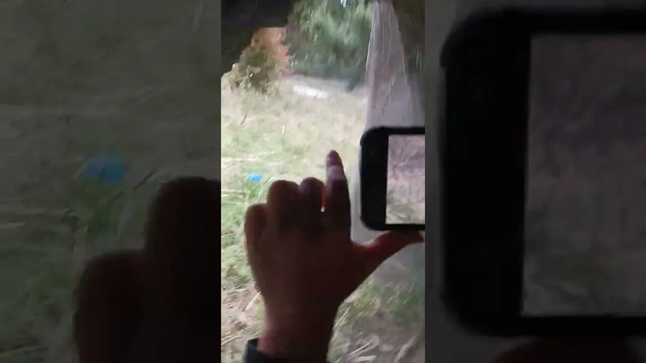 #animalsvideo #viral #shorts