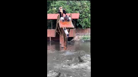 crocodile 🐊🐊