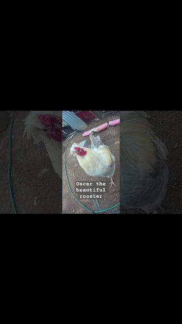 Oscar the beautiful free range rooster ❤️