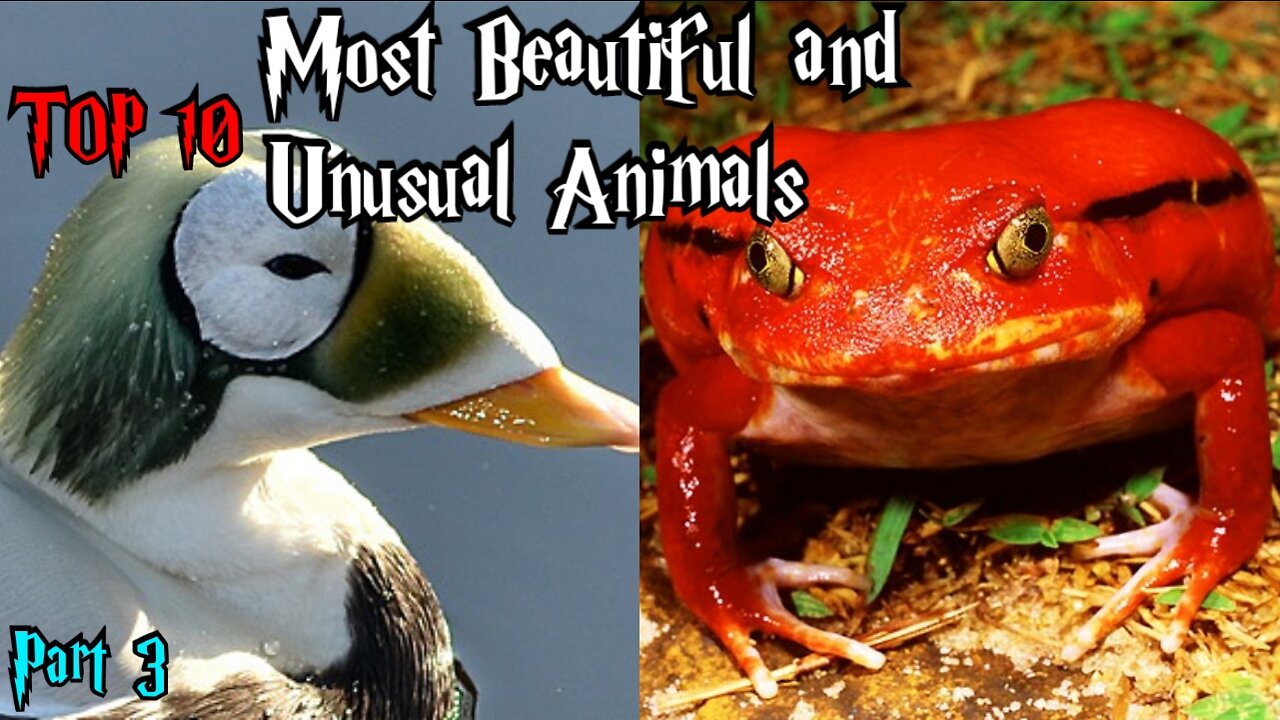 TOP 10 MOST BEAUTIFUL AND UNUSUAL ANIMALS part 3 || weird nature || weird animals || trivia