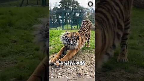 Sumatran Tiger 🐅 The Smallest & Most Endangered Tiger!