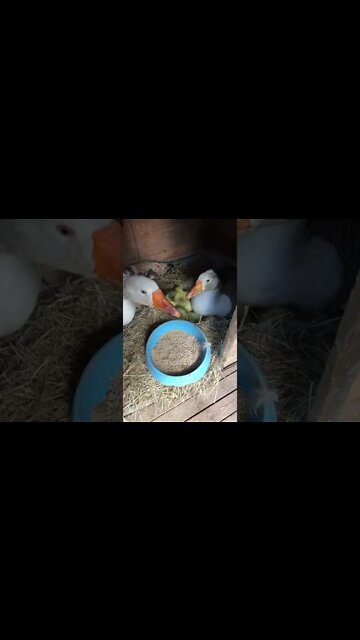 Feeding goose and gander sitting on hatching nest