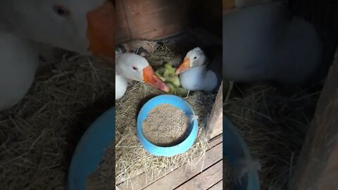 Feeding goose and gander sitting on hatching nest