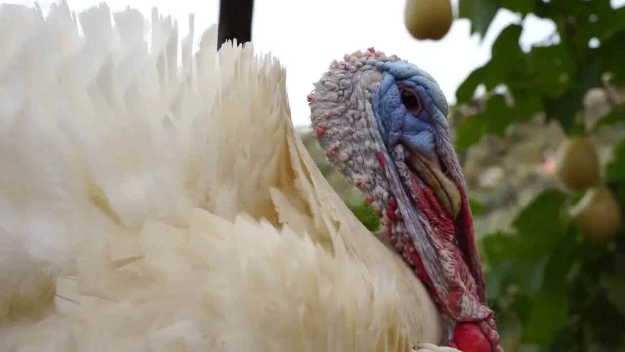 It's turkey time