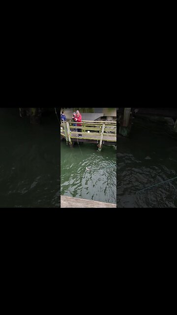 KEEPER$!?? #blackfish #tautog