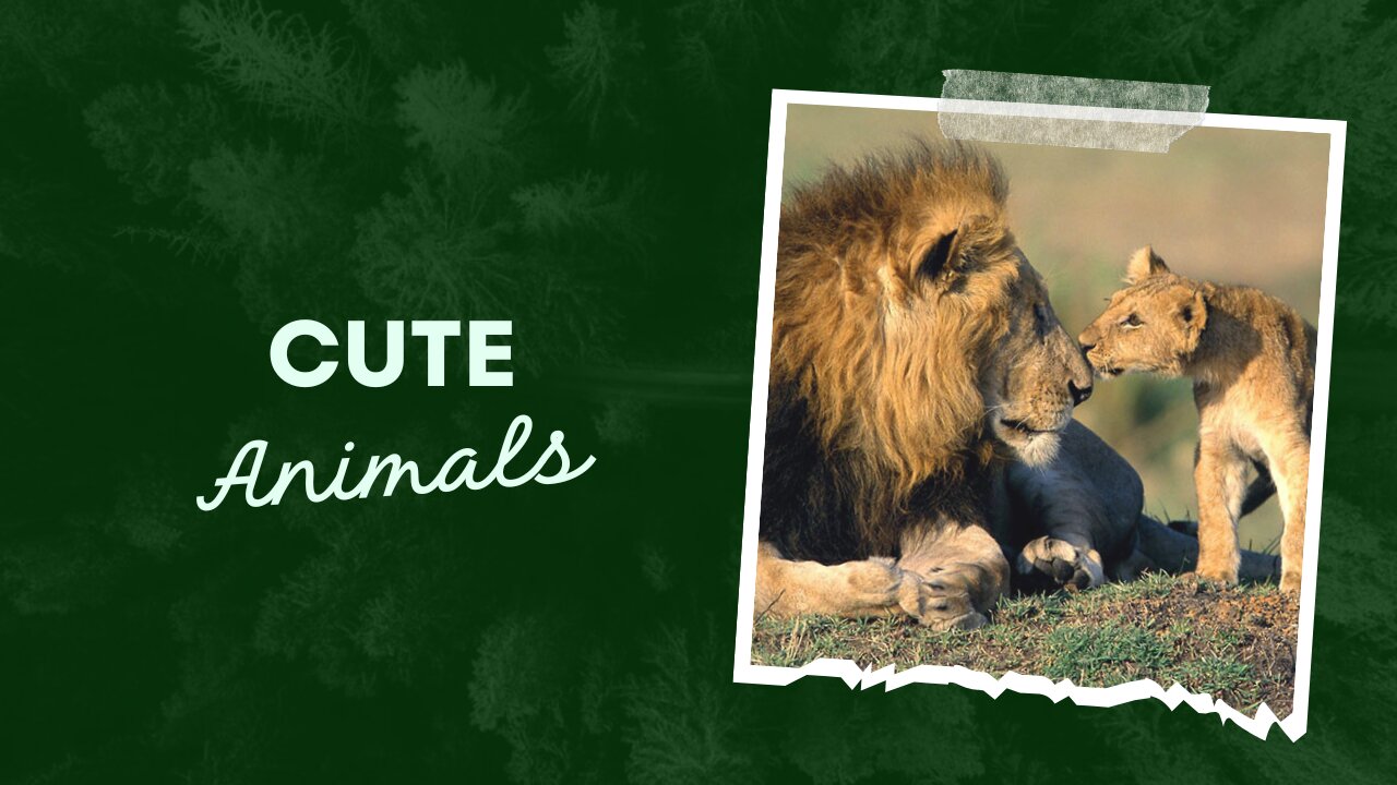 Cute Animals