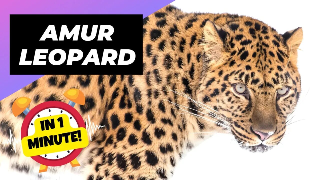 Amur Leopard - In 1 Minute! 🐆 The Most Endangered Big Cat | 1 Minute Animals