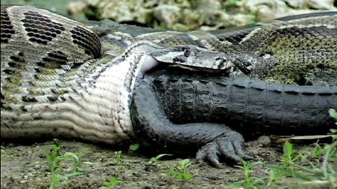 771. Reptilians - Don’t Judge Us You Eat Meat!