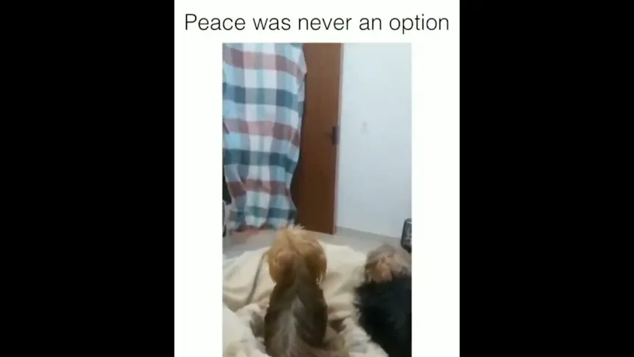 DOGS REACTION IS FUNNY