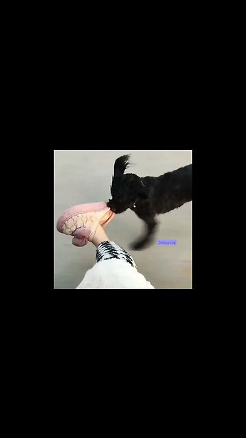 Some dogs are real dogs