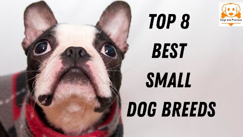 Top 8 Best Small Dog Breeds - Top 8 Cutest Small Dog Breeds - Apartments Dogs