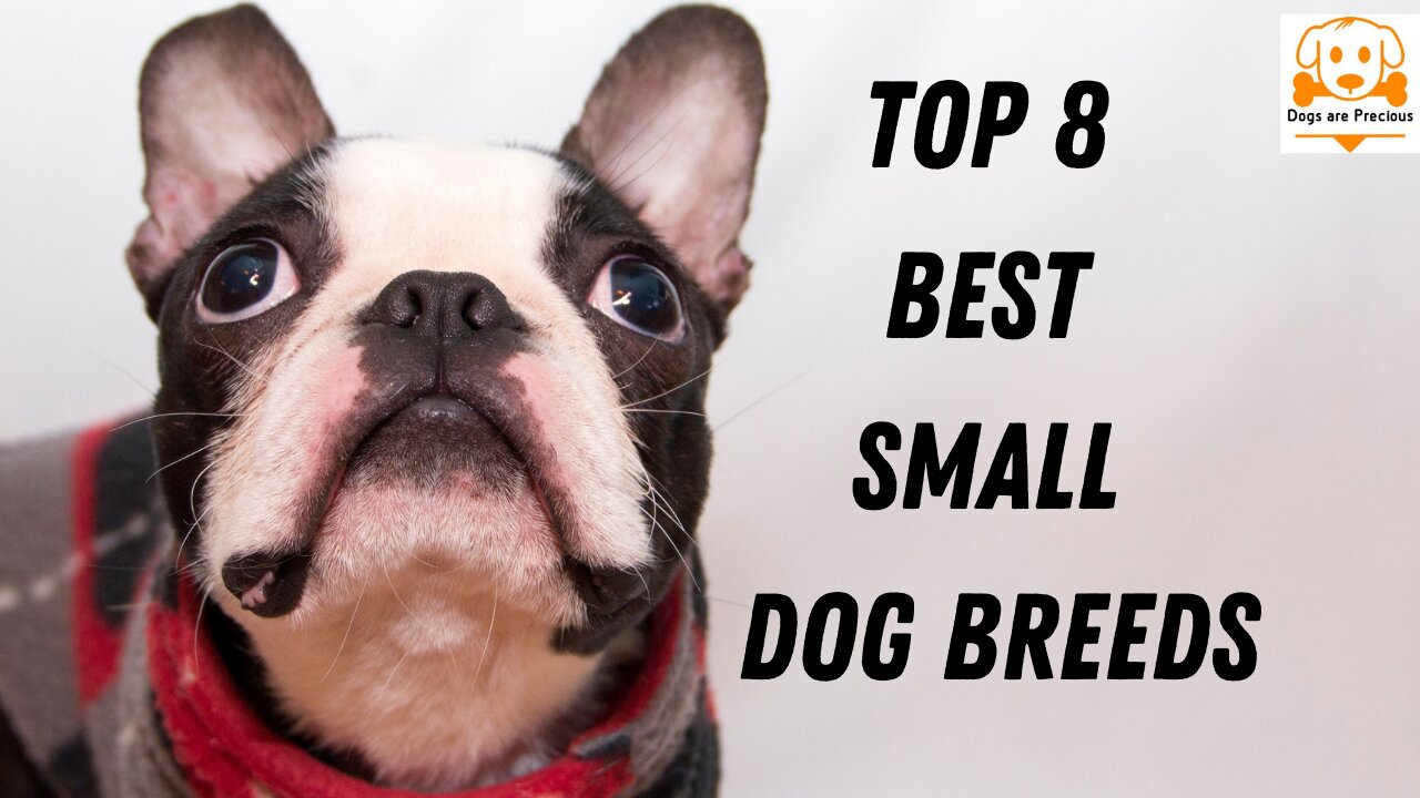 Top 8 Best Small Dog Breeds - Top 8 Cutest Small Dog Breeds - Apartments Dogs