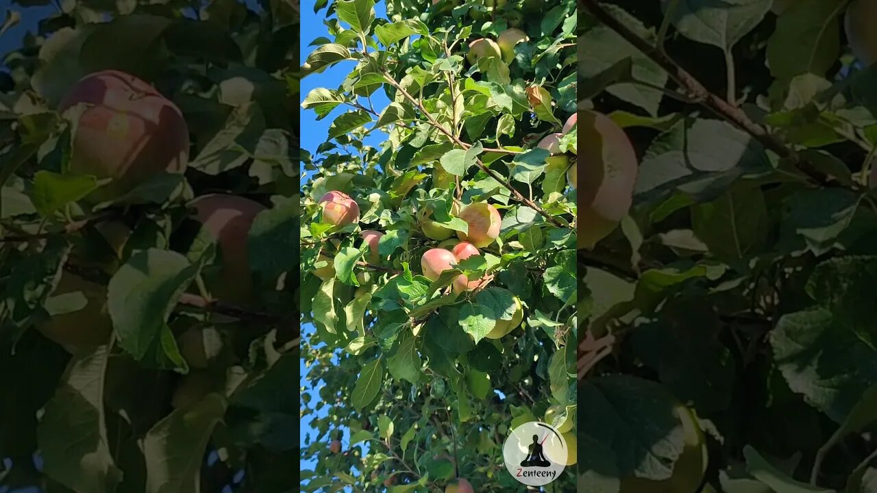 Apple of My Eye 🍏 Relaxing Orchard Vibes with Birdsong 🕊️🌳 Calming Shorts