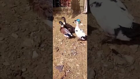 #rabbit #14october2023 #2023 #first #vlogs #dailyvlog #shahbhai #shah lala#ducks #hean