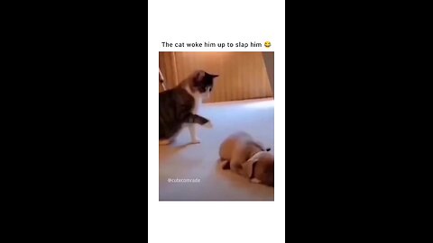 funny cat