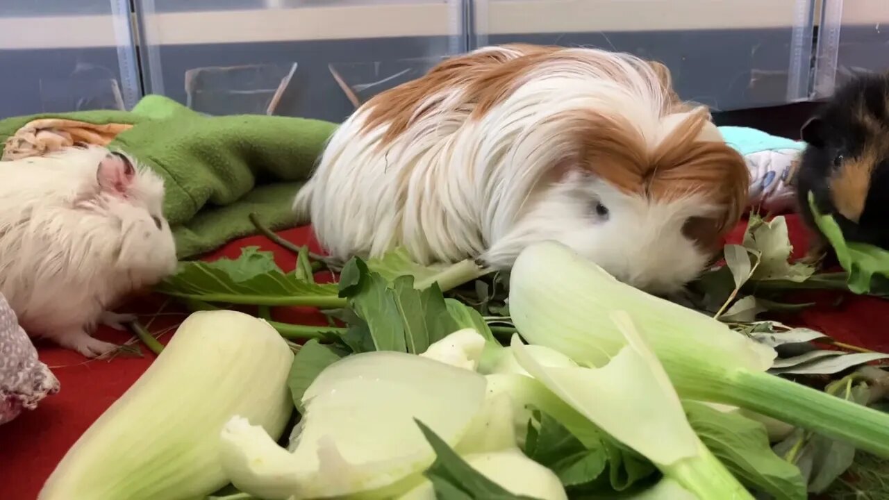 Guinea pig Fergus won’t let Baby Guinea pig Fiona eat