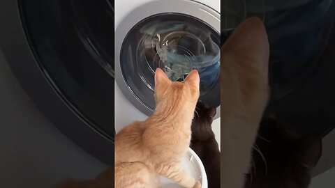 Rusty & Asher love laundry day!😂 #Alaska #HomeFreeAlaska #OffGrid #Shorts