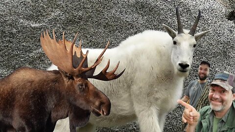 What is your dream species to hunt?