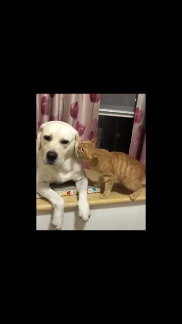 Dog & Cat #Shorts #ytshorts #UbertainmentFun
