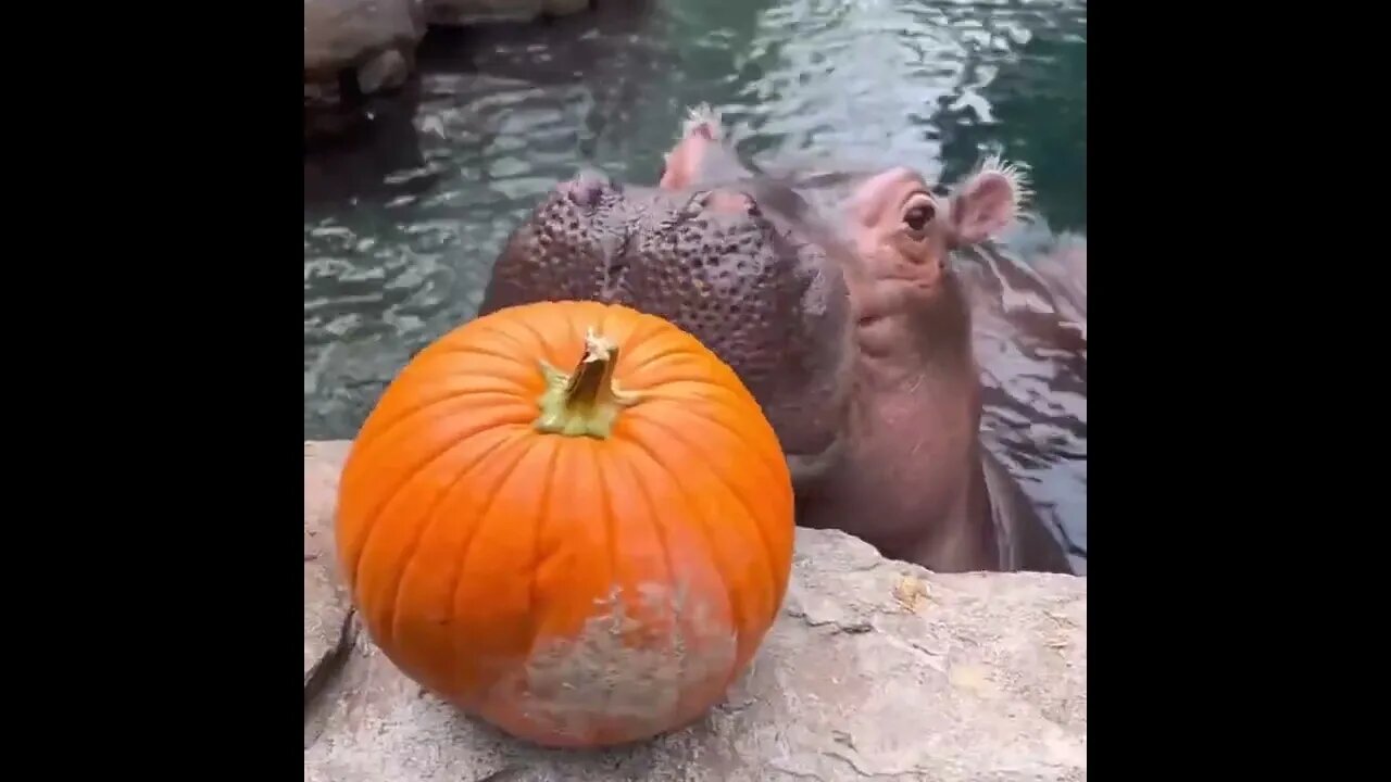 Great position for a hippopotamus and his son