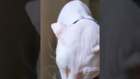 PLAYING CAT VIDEO MEAWWW