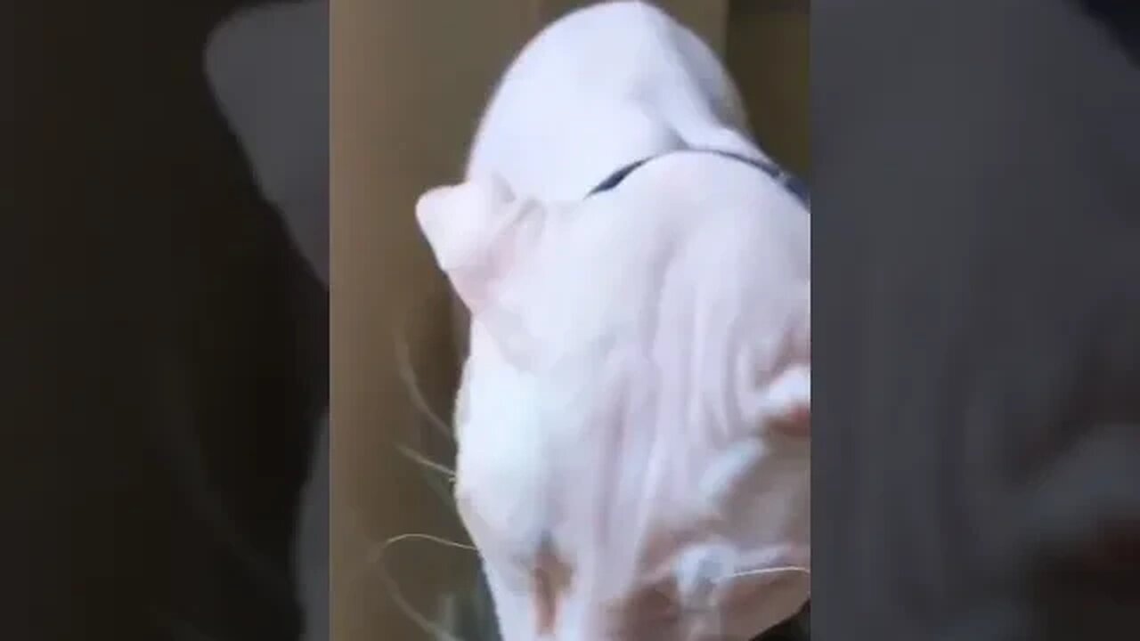 PLAYING CAT VIDEO MEAWWW