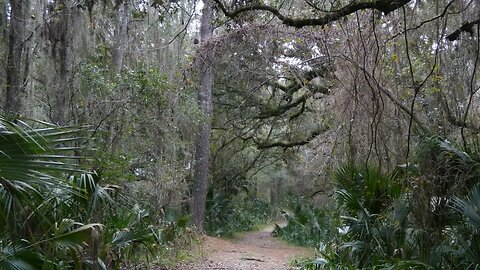 Animals in Florida, Part 3. Disney Animal Kingdom, Paynes Prairie, and Central Florida.