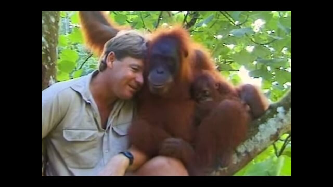 Crocodile Hunter have emotions for orangutan