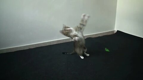 Cat Sports