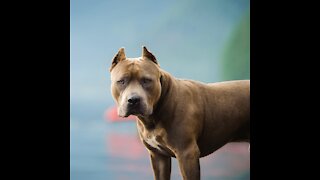 Cute Intelligent Pitbull