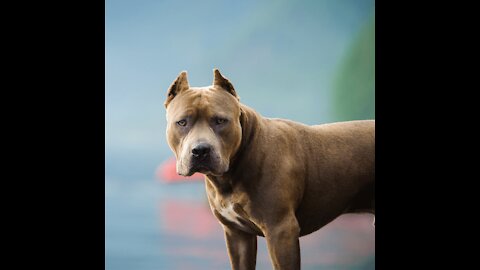 Cute Intelligent Pitbull