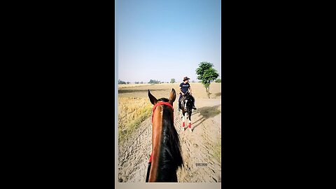 #horseriding #punjabisongs #rumble #india #usa