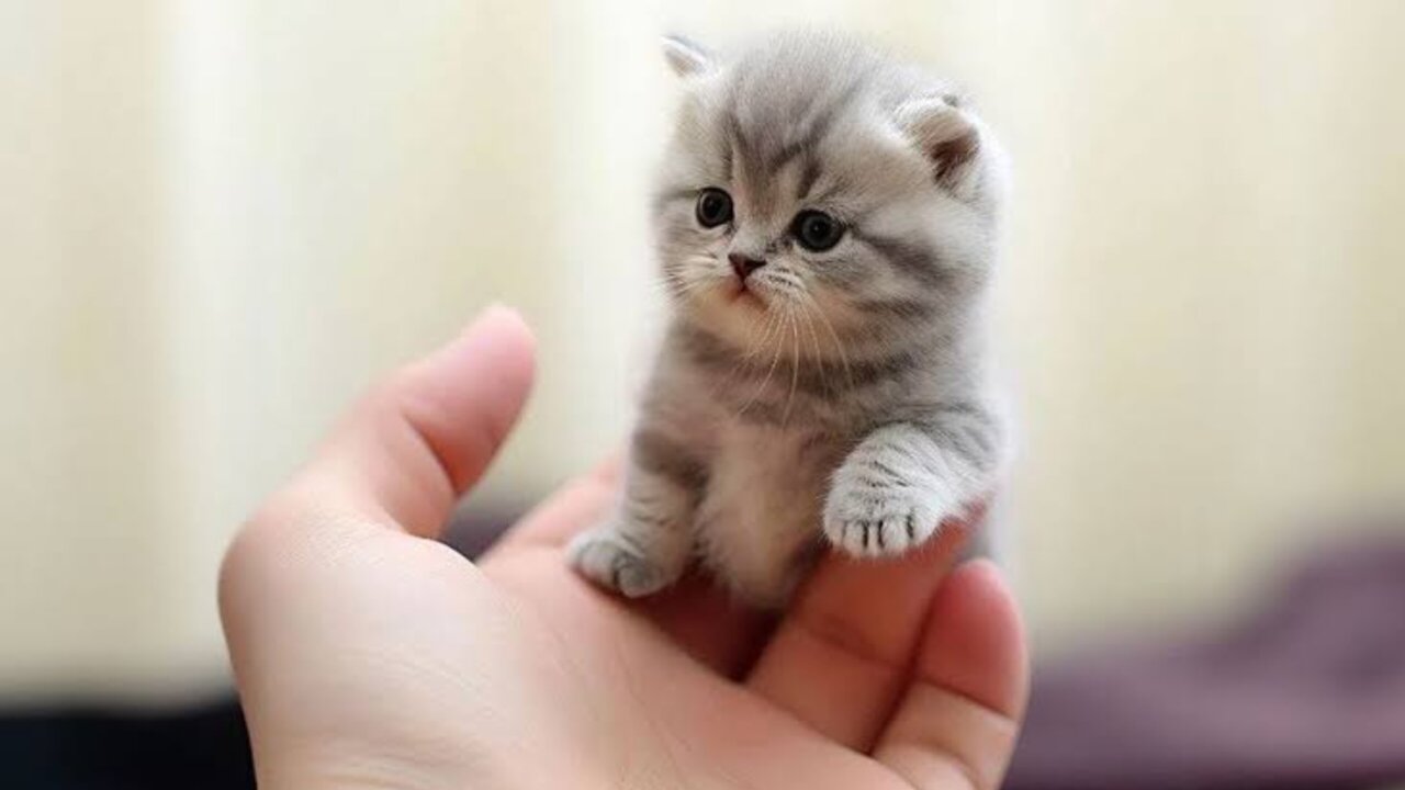 Cute cat child funny videos