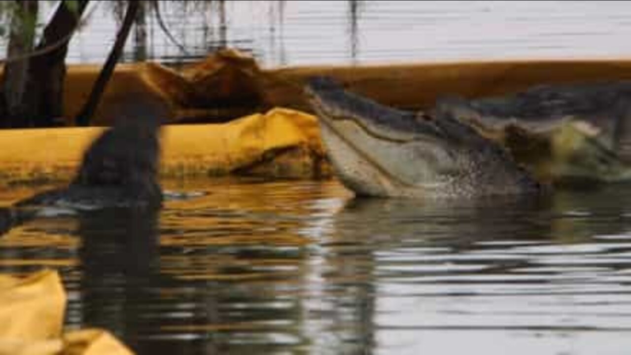 Sneaky alligator attacks another gator from behind