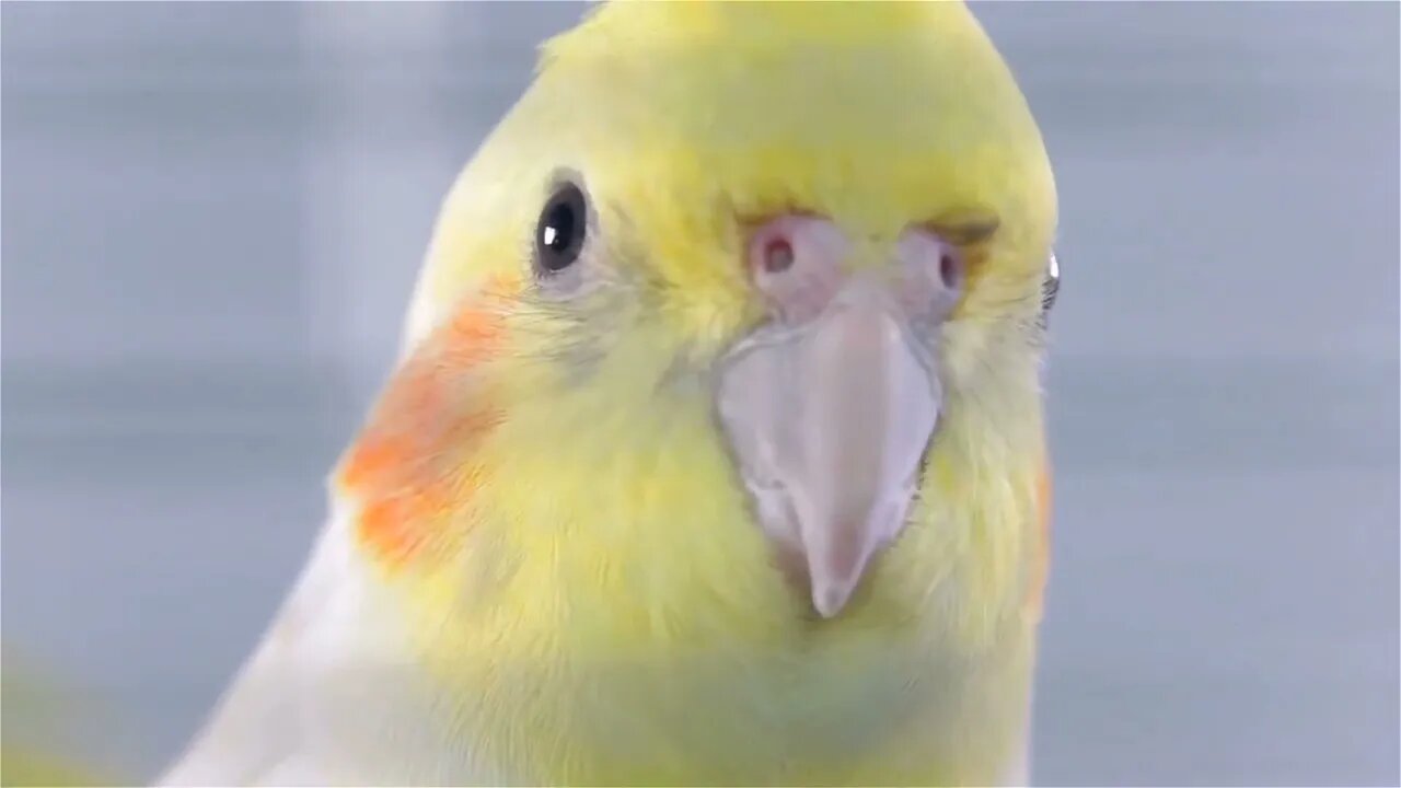 Cockatiel Bird Head Close Up Beaking