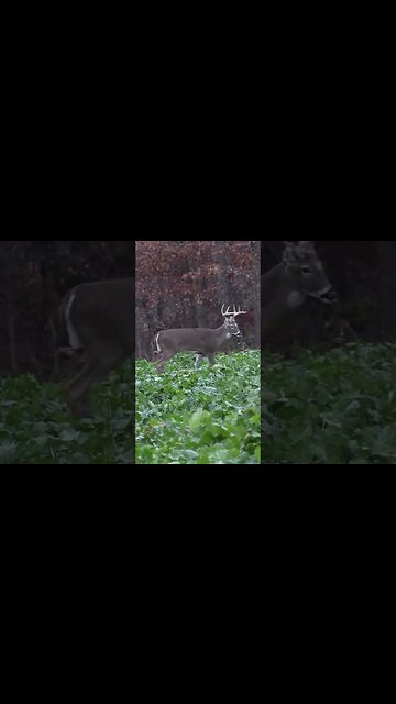 Just Bucks chasin Does #shorts #deerhunting #deer #biology