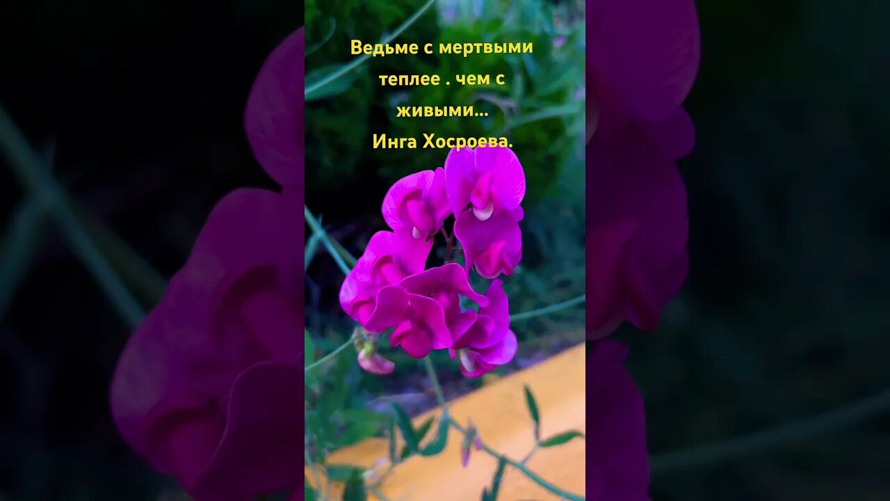 Теургия Инги Хосроевой #magic #магия #таро #эзотерика @Theurgy #shortsvideo