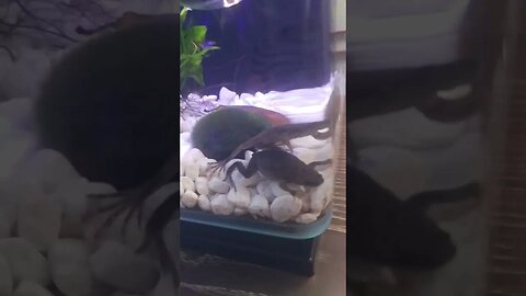 Frog Friday Night