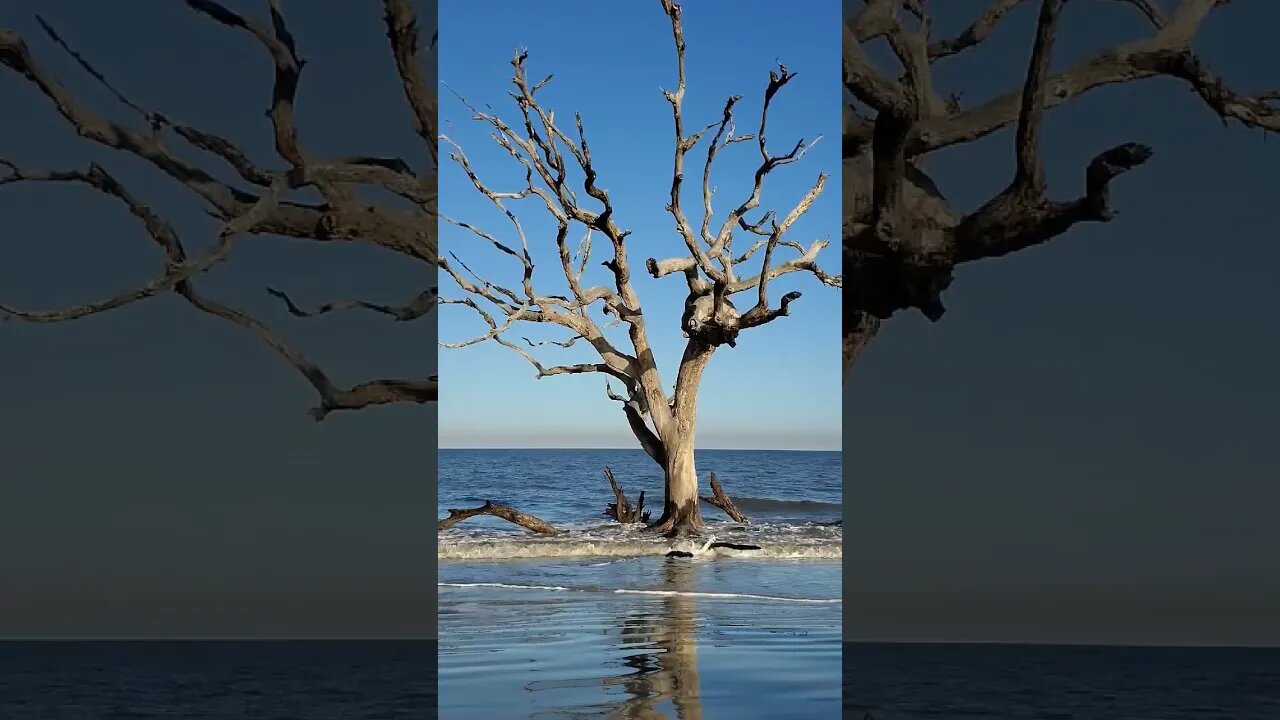 🏝️ Late Afternoon on Driftwood Beach 🏝️ 03 #shorts