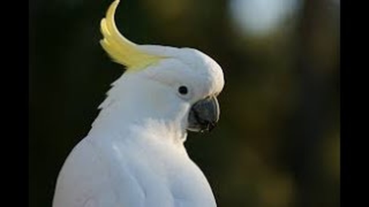 Funny Parrot Dancing on Music | 🦅🐦🐥Funny bird dancing on music | Pets and Animals