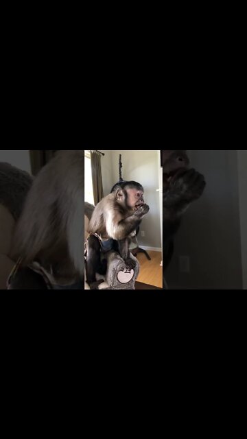 I’m trying to tell these people in the kitchen to look at me and my dried cranberries #Shorts