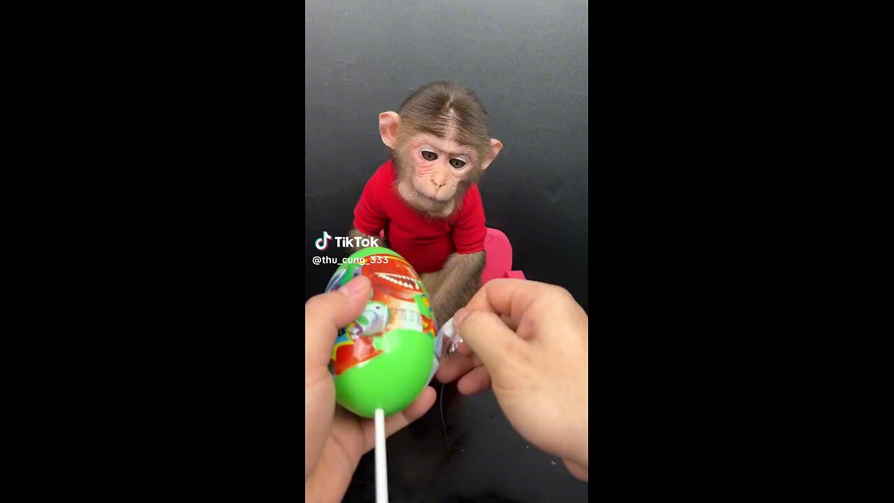 smart monkey animal video kids