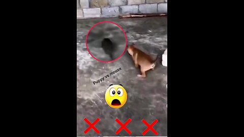 puppy vs mouse