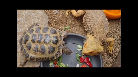 Klein Costa Rica impressie impression 2022 Geheel Total