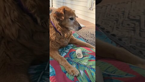 Chicken boy #best #dog #life #goldenretriever