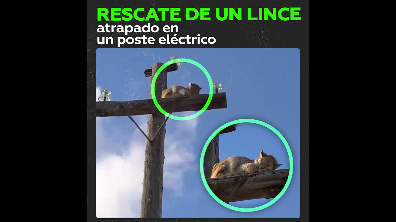 Salvan lince atrapado en un poste eléctrico