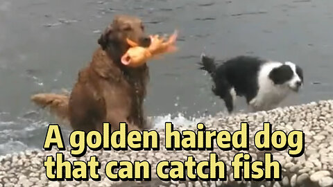 A golden haired dog that can catch fish