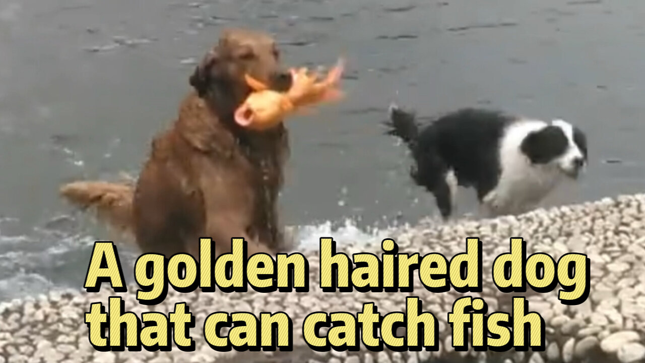 A golden haired dog that can catch fish